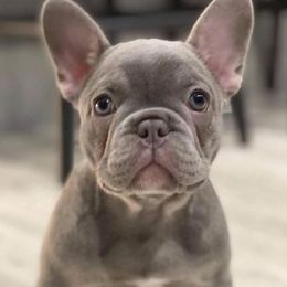 French Bulldogs from CZ1BULLIES