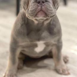 French Bulldogs from CZ1BULLIES