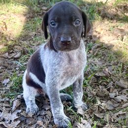 Atlas - female German Shorthaired Pointer puppy in Oxford, Ohio from LyonHeart