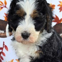 Cliff - Tri-color male Bernedoodle puppy in Seymour, Tennessee from Lollie's Doodles
