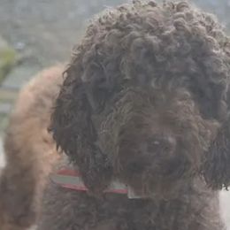 Goldendoodles from Golden Heart Doodles