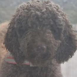 Goldendoodles from Golden Heart Doodles