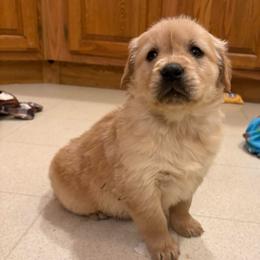 Teddi - Golden female Golden Retriever puppy in Grant County, Indiana from On The Sunny Side Pavey Farms
