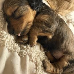 Ozzy black and tan long hair miniature - Chocolate and tan male Dachshund puppy in Oklahoma City, Oklahoma from Diana's Dachshunds CKC certified!