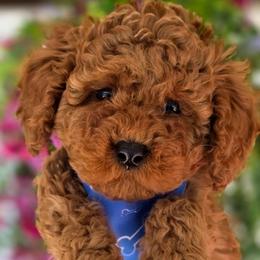 Cupid - Red  male Goldendoodle puppy in Vernon, Texas from Sugarland's Texas Goldendoodles