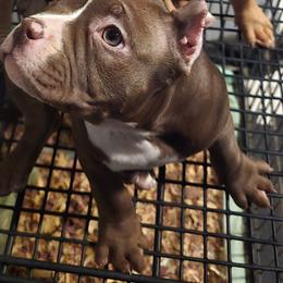 Honey - Brown female American Bully puppy in Tyler, Texas from Big Momma'z Monsta Bullies (BMMB)
