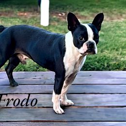 Frodo - Boston Terrier