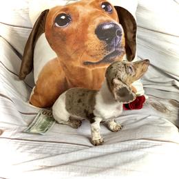 Dachshund Puppies from SR Mini Dachshunds