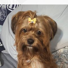 Willow - Shorkie