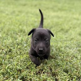 Raven - Brindle female Belgian Malinois puppy in Belton, Missouri from Regan Wright
