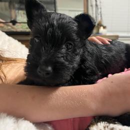 Allen - Black male Scottish Terrier puppy in Chattanooga, Tennessee from Oodles of Cuties!