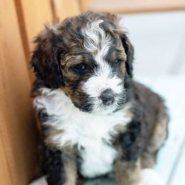 Bernedoodle Puppies from The Canine Society