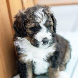 Bernedoodle Puppies from The Canine Society