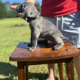 Weimaraner Puppies from Georgia Line Weimaraners