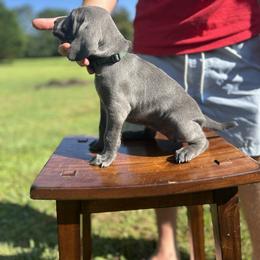 Weimaraner Puppies from Georgia Line Weimaraners