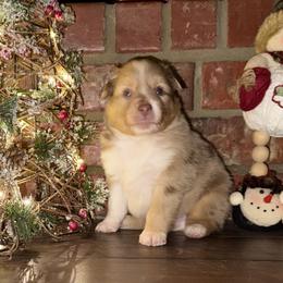 RMM - Red merle male Toy Australian Shepherd puppy in Lindale, Texas from Circle JTS Ranch