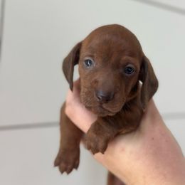 Zach - Brindle male Dachshund puppy in Crystal, Michigan from Mare-Bella Smoothcoat Edition