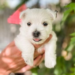 Giant Schnauzers and West Highland White Terriers from Diamond in the Ruff