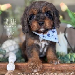 Tucker - Merle male Cavapoo puppy in Temecula, California from Brookside Bernedoodles
