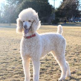Pearl - Poodle