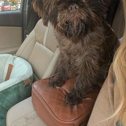 Aberdeen - Brown female Brussels Griffon puppy in Welch, Minnesota from Baringer Brussels