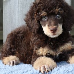 Poodles from Curly Country Poodles