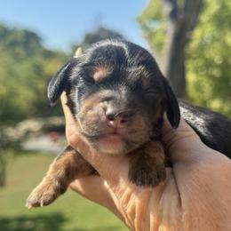 Stetson - Black and tan male Dachshund puppy in Bentonville, Arkansas from Boujee Buns Dachshunds
