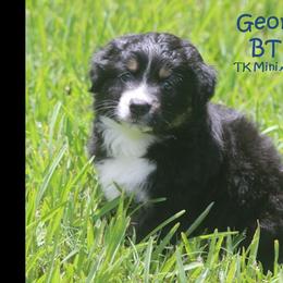 Miniature Australian Shepherd and Toy Australian Shepherd Puppies from TK Mini Aussies