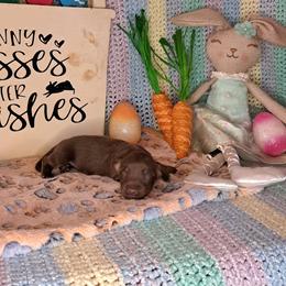 3300..Cruze - Chocolate and tan male Dachshund puppy in Winter Haven, Florida from Gateway 2 Little Paws