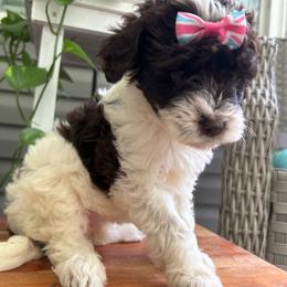 Mama Mia - Parti female Labradoodle puppy in Camden, North Carolina from Oopsie Doodles of NC