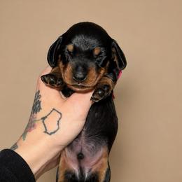 Abel - Black and tan male Dachshund puppy in Madison, Wisconsin from SK Miniature   Dachshunds