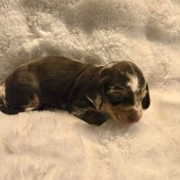 Coconut - Dapple female Dachshund puppy in Corona, California from Over The Moon Dachshunds