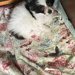 Papillon Puppies from Heise Papillons