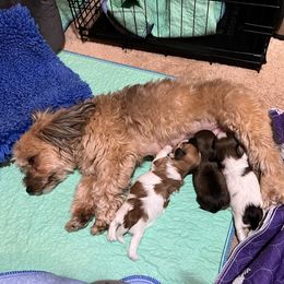 Coton de Tulear and Havanese Puppies from New Canyon Havanese & Coton Puppies