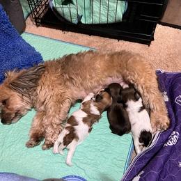 Coton de Tulear and Havanese Puppies from New Canyon Havanese & Coton Puppies