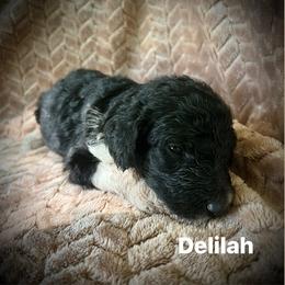 Delilah - Parti female Poodle puppy in Athens, Georgia from Alexander’s Standard Poodles