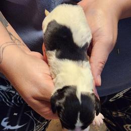 Scout - Black and white male English Springer Spaniel puppy in Craig, Nebraska from Fur & Feathers Kennel