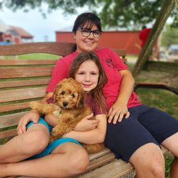 Cavapoo and Dachshund Puppies from Barnyard Dachshunds, Dals & Doodles