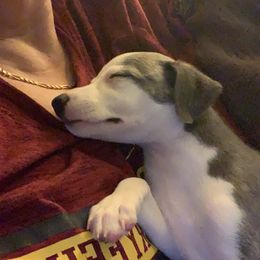 Whippet Puppies from Phoenix Whippets