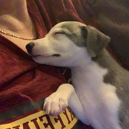 Whippet Puppies from Phoenix Whippets