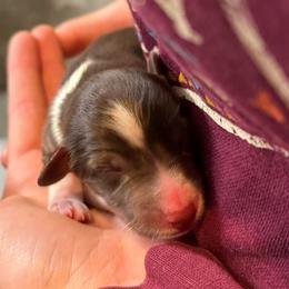 Posey - Red tri female Miniature Australian Shepherd puppy in North Lakeport, California from Wild Rose Ranch