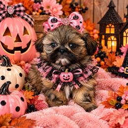 Imperial girl - Gold female Shih Tzu puppy in Shawnee, Oklahoma from Black Velvet Shih Tzu