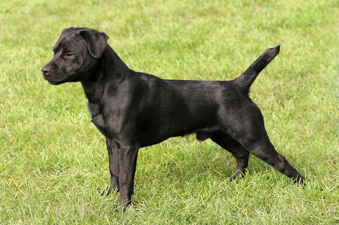 Patterdale Terrier