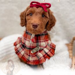 Pumpkin - Red  female Goldendoodle puppy in California City, California from Summer Sun Doodles