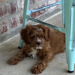 Cavapoo, Goldendoodle, and Poodle Puppies from Pearls & Curls doodles & poodles