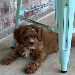 Cavapoo, Goldendoodle, and Poodle Puppies from Pearls & Curls doodles & poodles