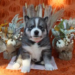 Pink - Black and white female Siberian Husky puppy in York, Pennsylvania from Spalla Pups