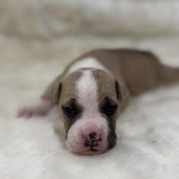Fawn Female - Fawn female American Pit Bull Terrier puppy in Nine Mile Falls, Washington from Bartin Kennels