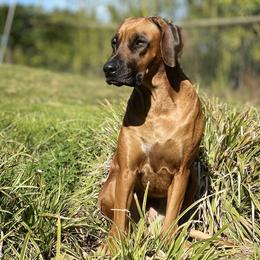 Rhodesian Ridgebacks from Mountain Lion Ridgebacks