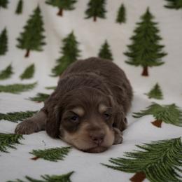 Hazel - Chocolate and tan female Dachshund puppy in Stilwell, Oklahoma from Mountain Top Dachshunds